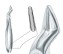 Щипцы №51 для удаления корней верхней челюсти (байонет) TW1-37, Truewin / Пакистан